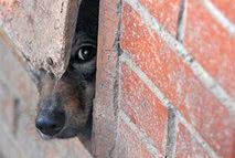 A dog