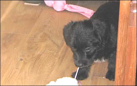 a jackadoodle